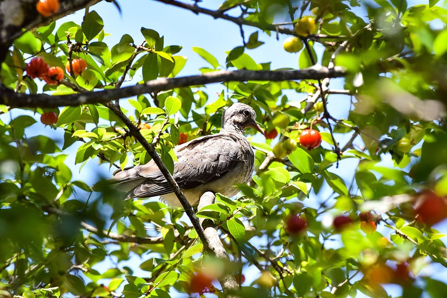 bird, tree, nature, landscape, animal, wildlife, vertebrate, HD wallpaper