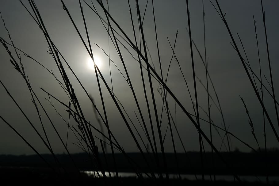 grass, sun, nature, grey, sky, macro, dark, apocalypse, clouds HD wallpaper