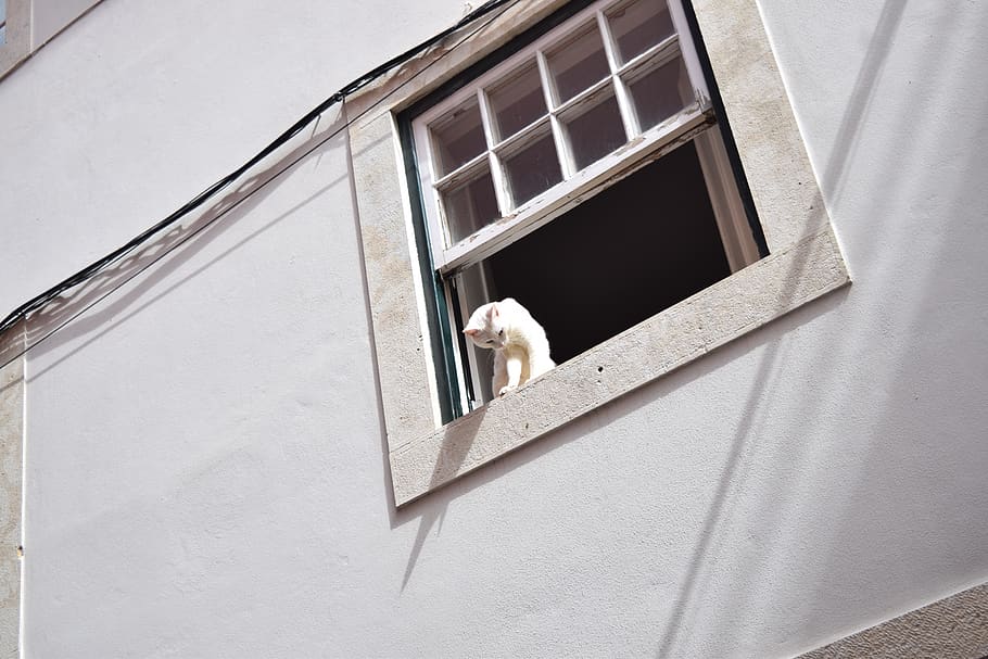 white cat, window, architecture, one animal, low angle view HD wallpaper