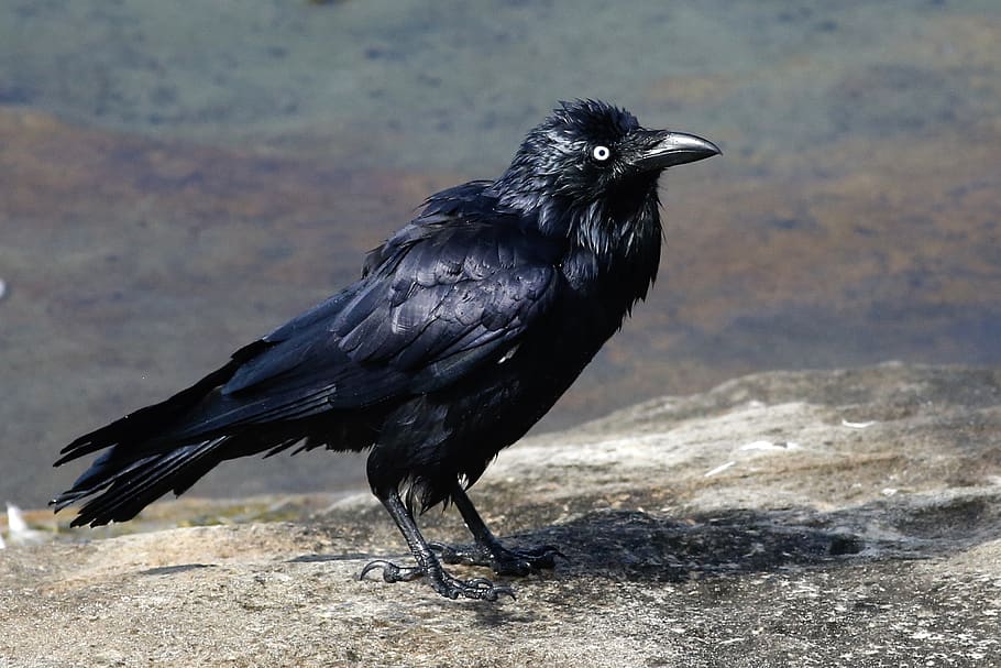 australia, sydney, animal themes, bird, animal wildlife, vertebrate HD wallpaper