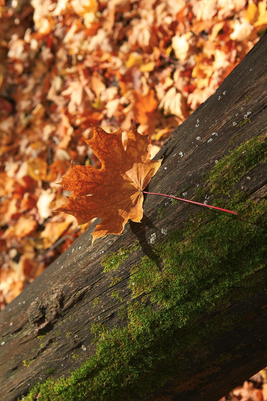 autumn, forest, scene, leaf, leaves, yellow, tree, park, wood HD wallpaper