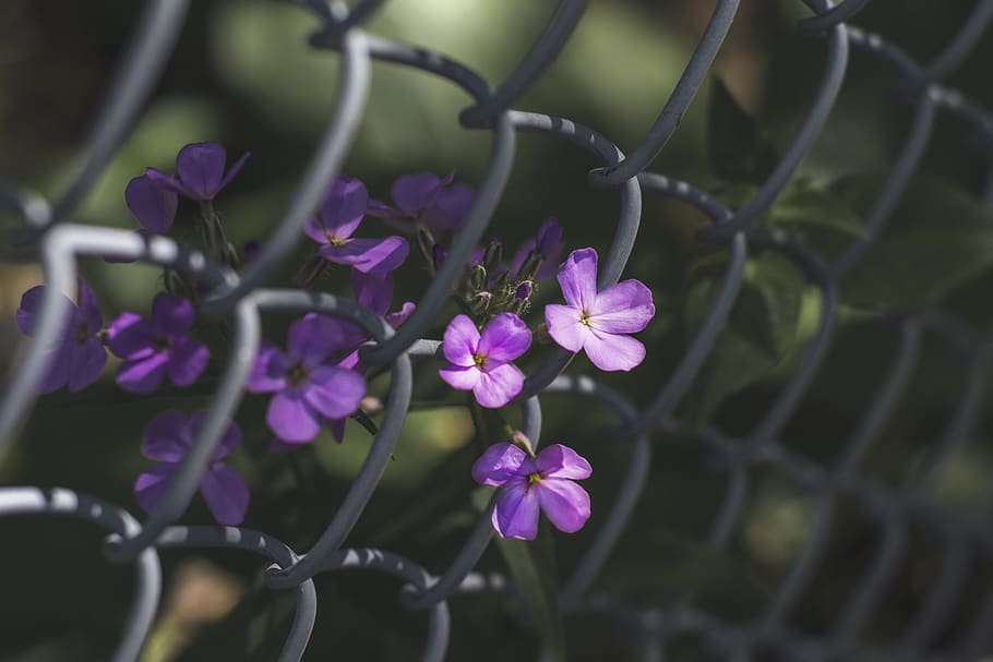 canada, toronto, flowers, tree, fence, steel, bright, spring HD wallpaper