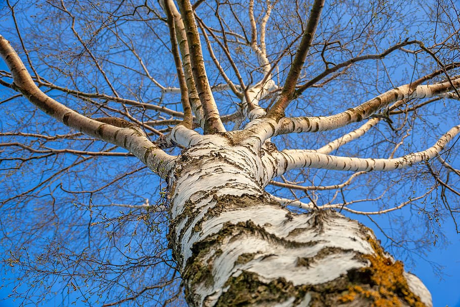 birch, tree, nature, plant, perspective, landscape, sky, spring HD wallpaper