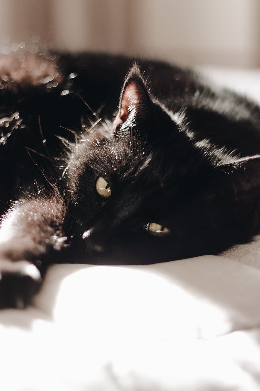 cat, bed, sleeping, watch, watching, asleep, eyes, sunny, domestic cat HD wallpaper