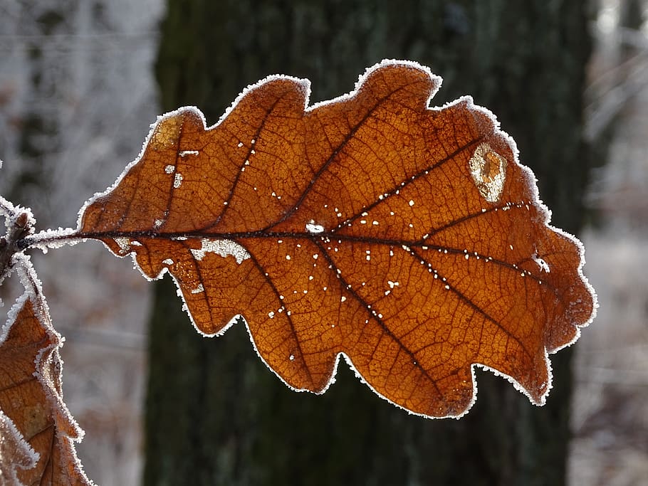sheet, macro, icing, winter, nature, forest, cold, close-up HD wallpaper