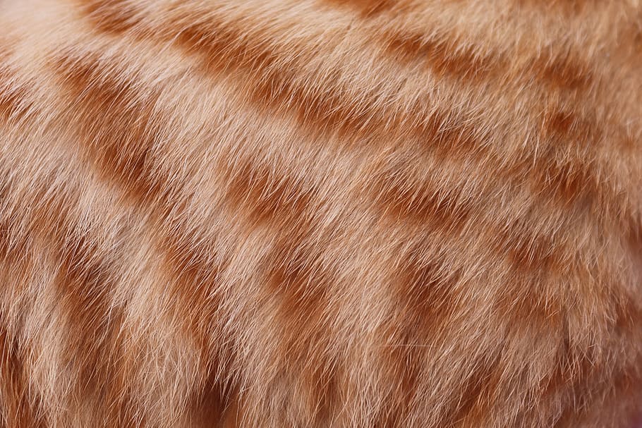 HD wallpaper: fur, hair, cat, mackerel