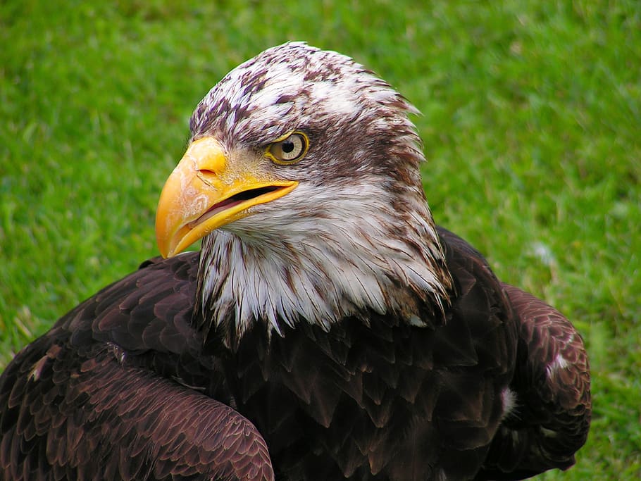 Shallow Focus of Eagle, bird, animal themes, bird of prey, vertebrate HD wallpaper