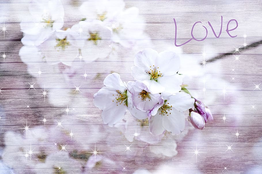 cherry, blossom, flower, edit, nature, fragrance, garden, white HD wallpaper