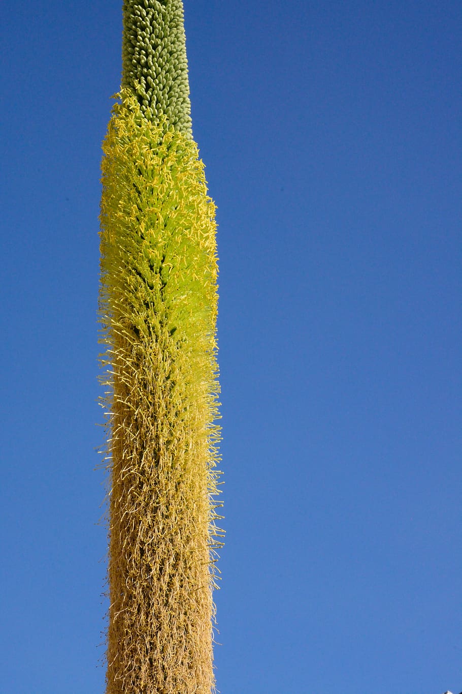 mexico, oaxaca, clear sky, blue, plant, copy space, nature HD wallpaper