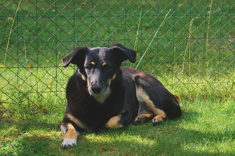 estonia, pärnu, black dog, grass, fence, pet, animal, one animal, HD wallpaper