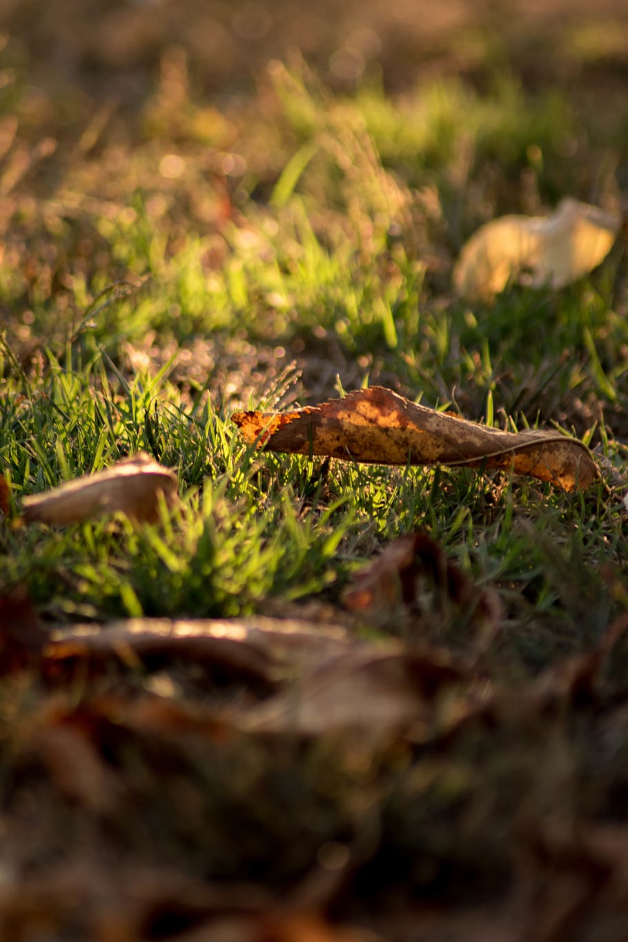 spain, ponteareas, sheet, otoño, hoja, light, autumn, luz HD wallpaper