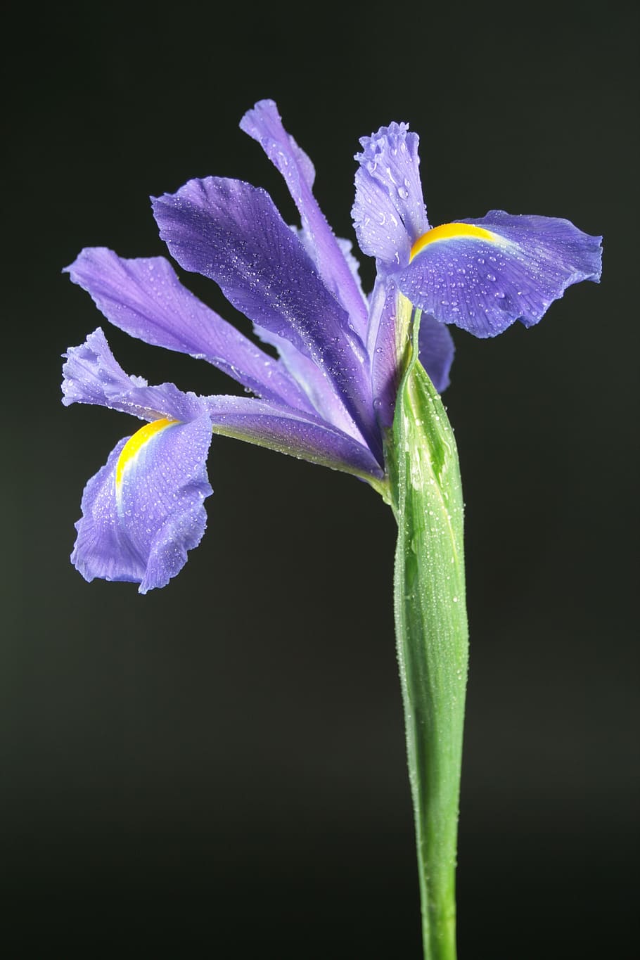 flower, violet, nero, nature, flora, bloom, water, petals, studio shot HD wallpaper