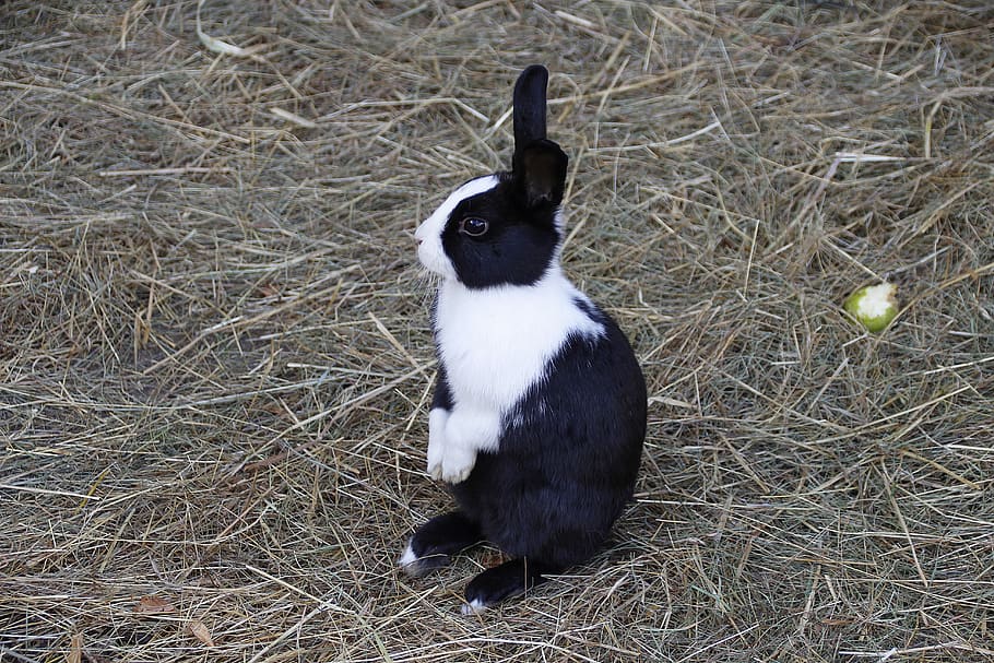 rabbit, hare, animal, cute, nature, animal world, ears, charming HD wallpaper