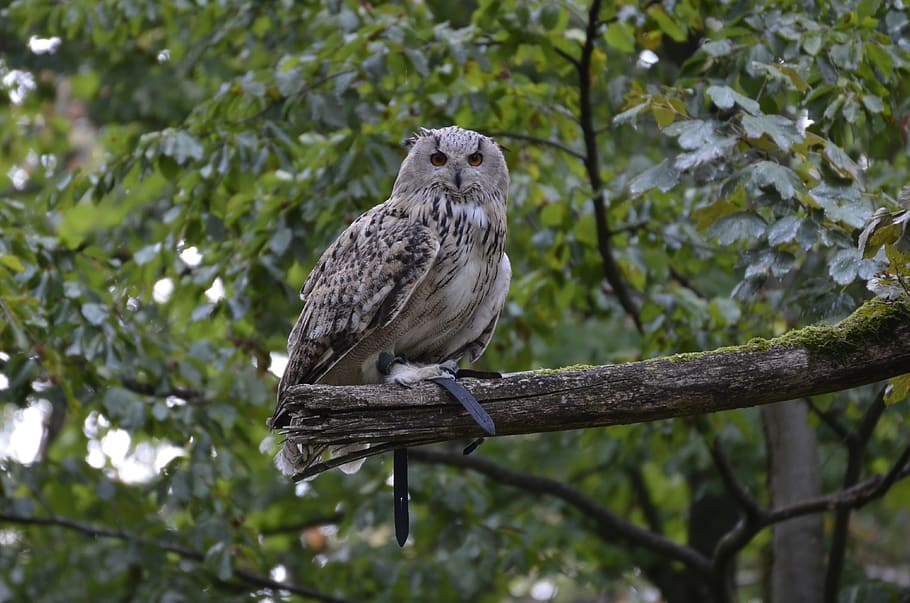 eagle owl, feather, bird, plumage, nature, bill, animal world HD wallpaper