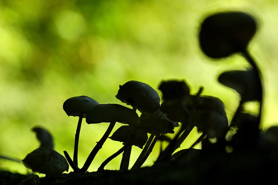 mushrooms, fall, green, plant, green color, no people, nature HD wallpaper