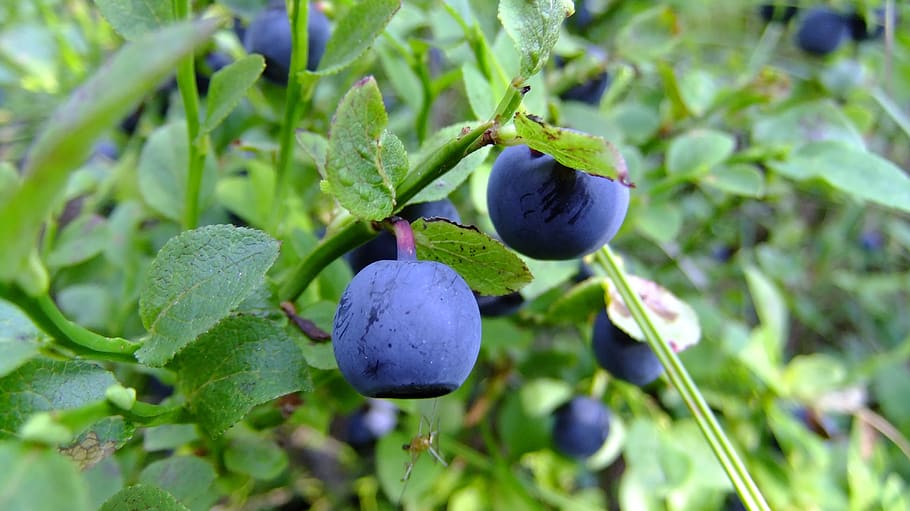 blueberry, proper nutrition, summer, healthy, ripe, plant, fruit, HD wallpaper