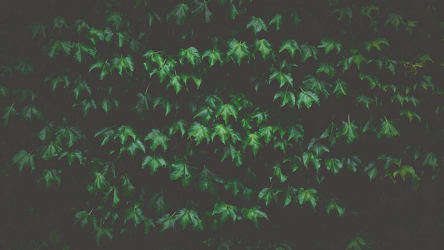 green leafed plant, beauty in nature, growth, no people, full frame HD wallpaper