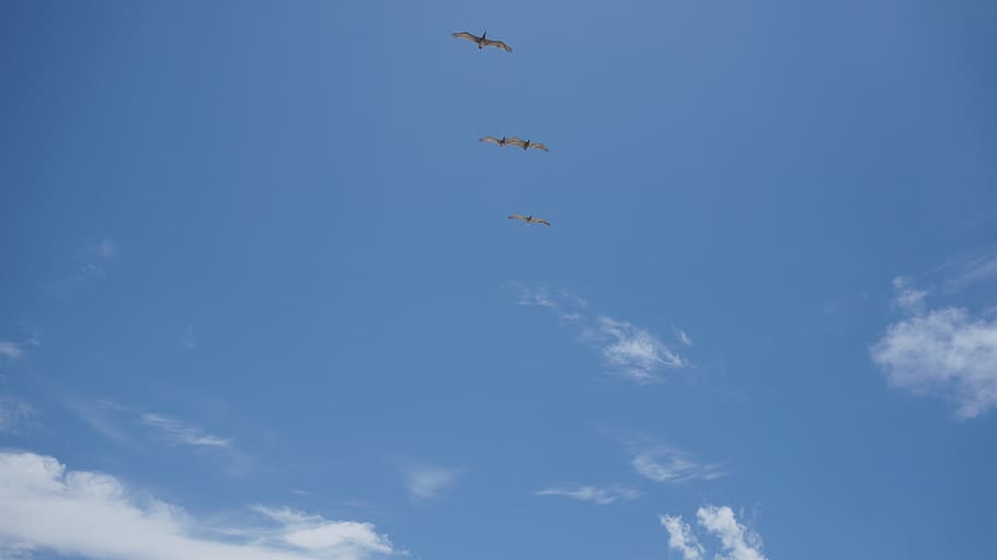 beach, sky, clouds, seagulls, birds, flock, cloud - sky, flying HD wallpaper