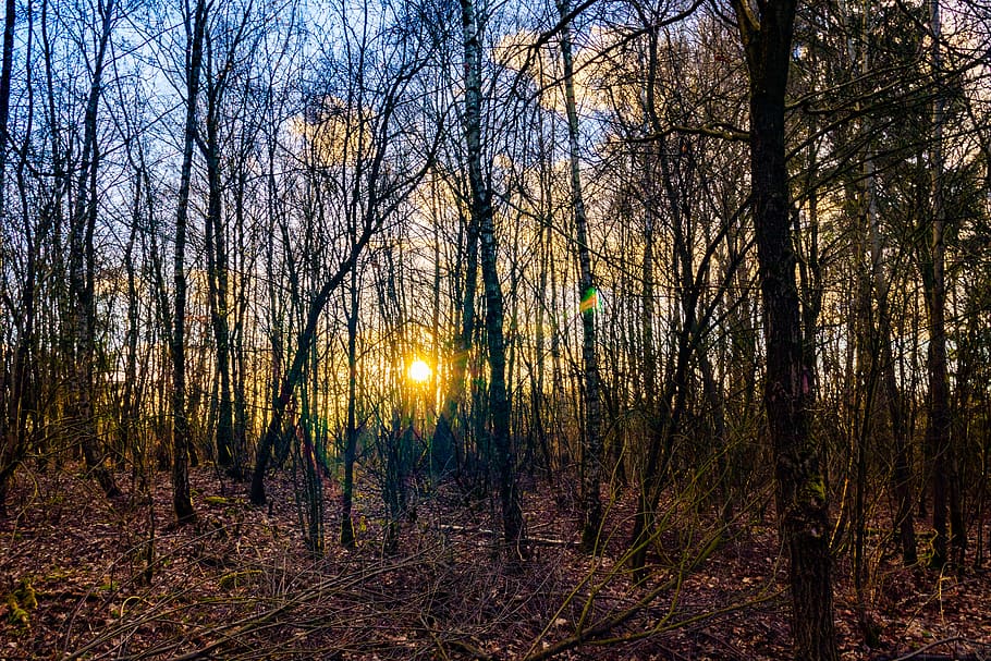 forest, evening sun, nature, sunbeam, mood, trees, sky, backlighting HD wallpaper