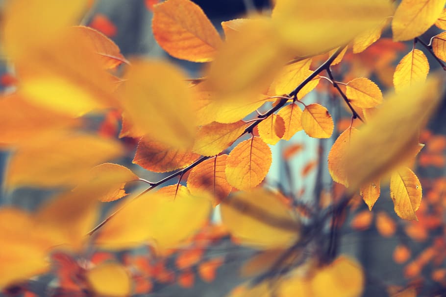 orange leaves, autumn, plant, leaf, change, beauty in nature HD wallpaper