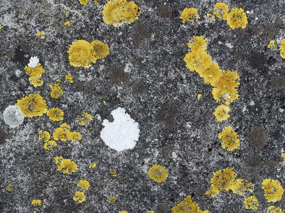 abstract, nature, yellow, white, pattern, wallpaper, high angle view HD wallpaper