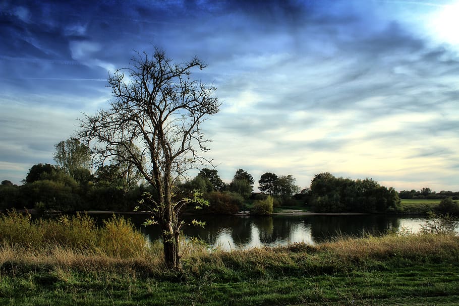 tree, bank, river, weser, lower saxony, middle weser, water HD wallpaper