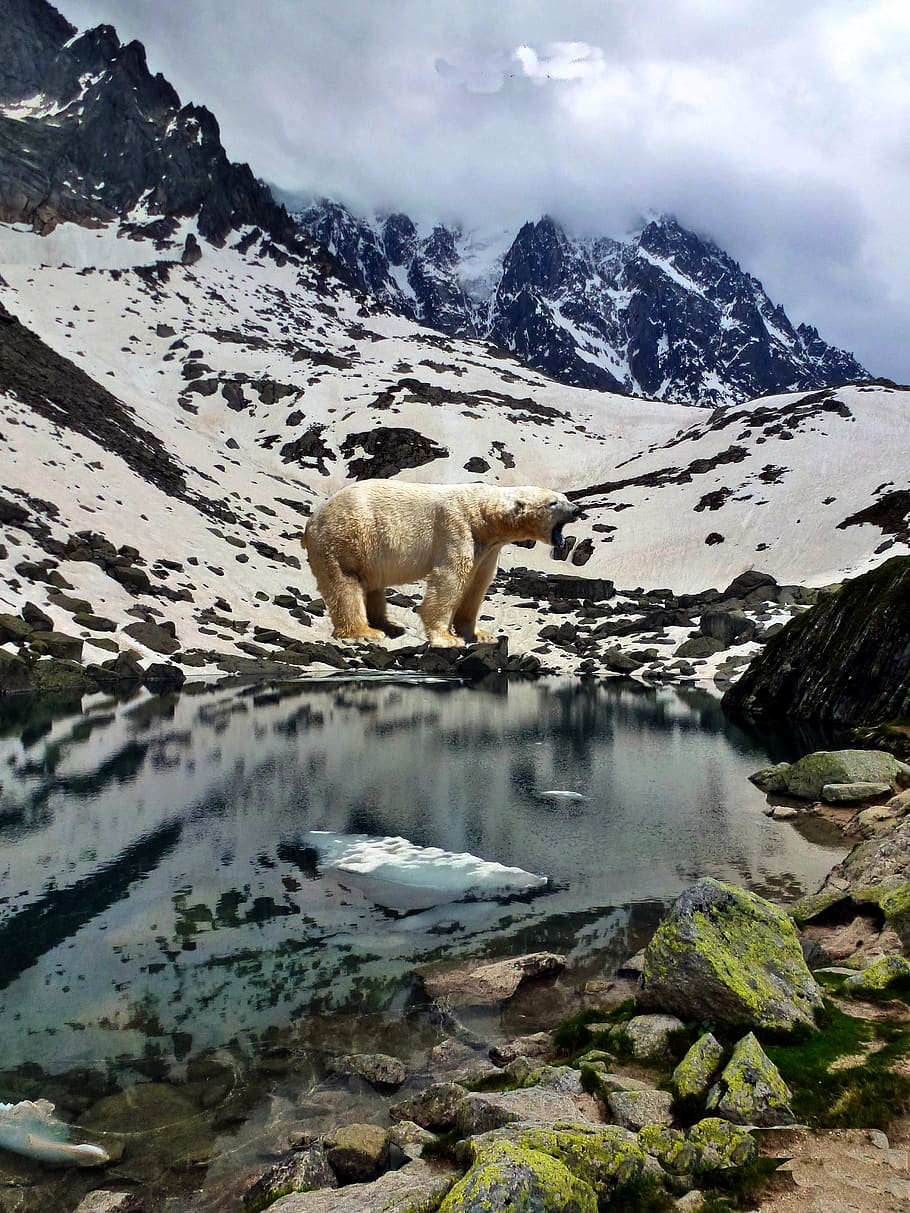 bear, nature, mountain, snow, water, wild, predator, fur, hairy HD wallpaper