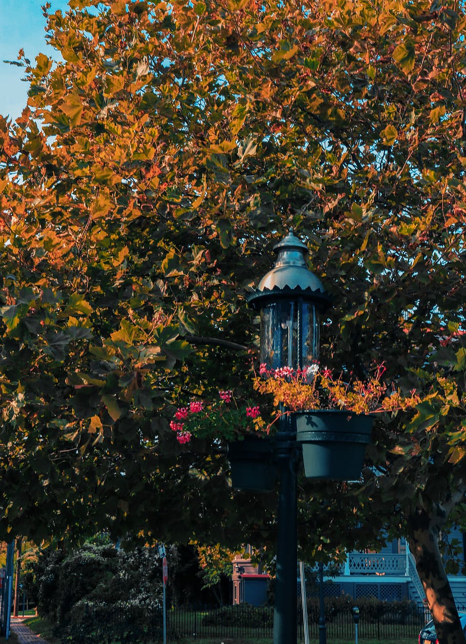 Gray Steel Post Lamp, branch, color, daylight, fall, garden, green HD wallpaper