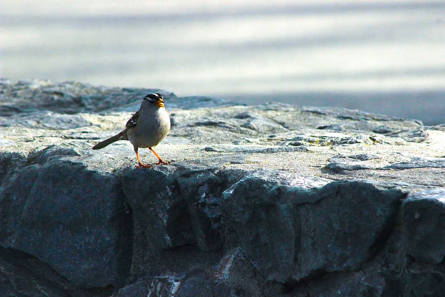 bird, wall, animal, animal themes, animal wildlife, one animal HD wallpaper