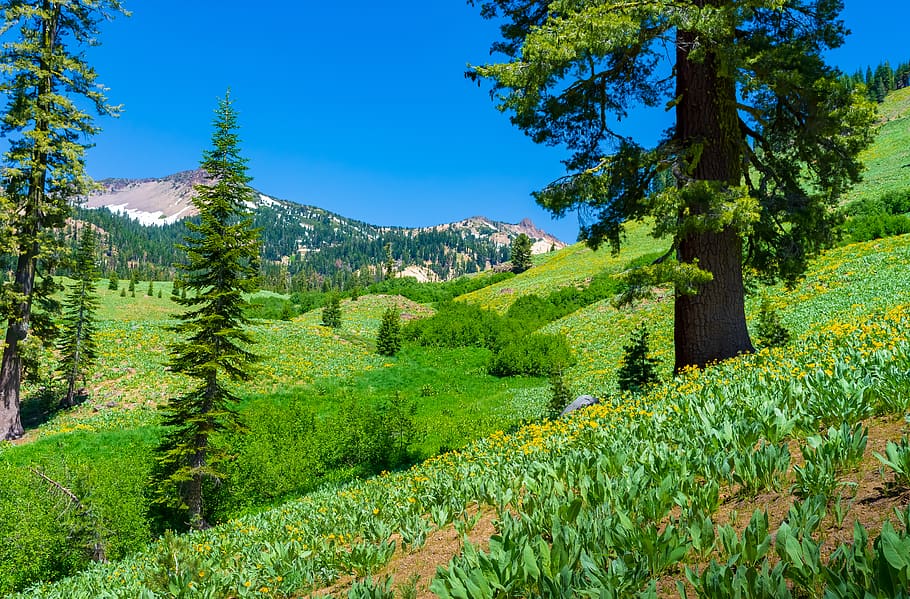green forest, plant, tree, abies, fir, nature, conifer, outdoors HD wallpaper