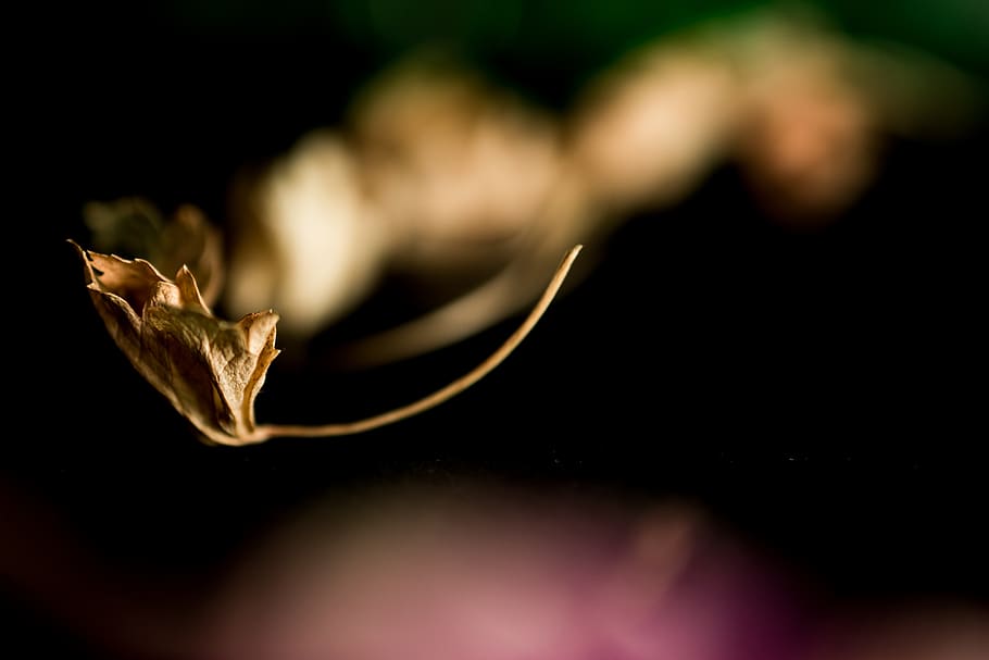 close-up, flower, beauty in nature, flowering plant, vulnerability HD wallpaper