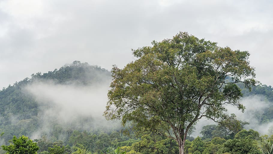 malaysia, bentong, kampung janda baik, morning, cloudy, trees, HD wallpaper
