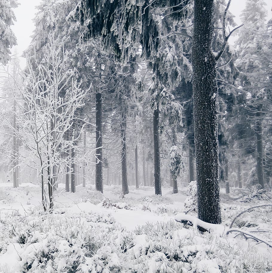snow, winter, cold, trees, forest, woods, nature, cold temperature HD wallpaper
