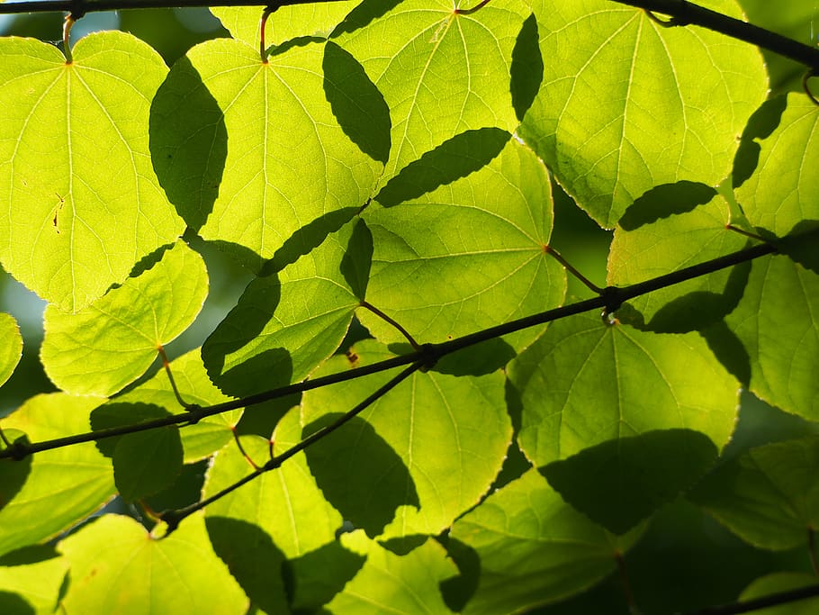 sheet, tree, green, light, background, nature, leaves, plant part HD wallpaper