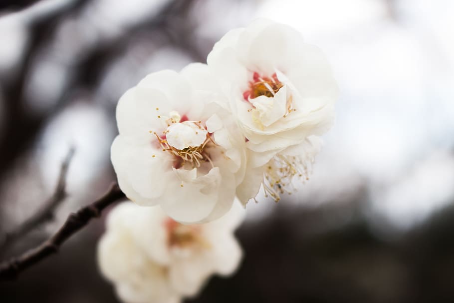 white flowering tree, plant, blossom, cherry blossom, fuchu, plum flowers HD wallpaper