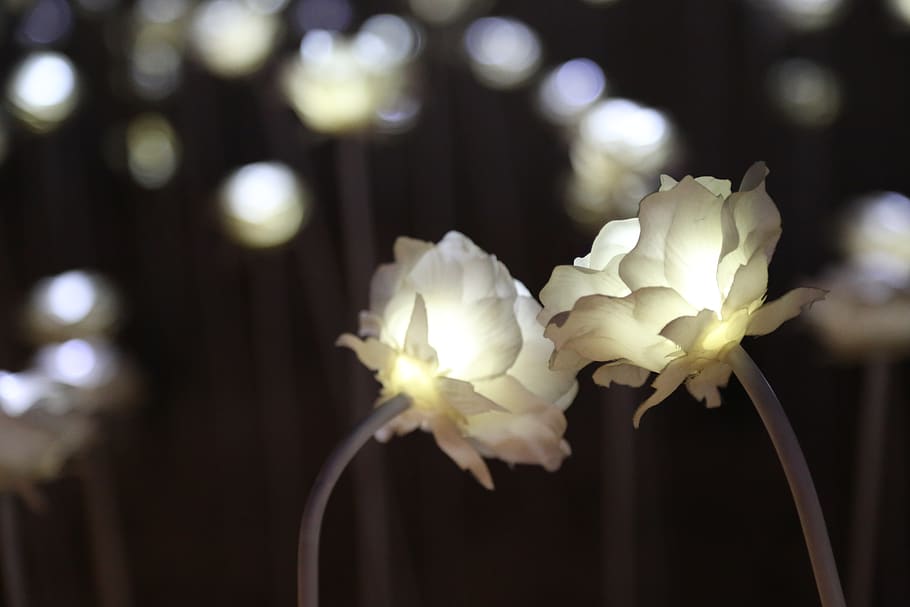 rose, lighting, night, flowers, electric, light festival, festival of lights HD wallpaper