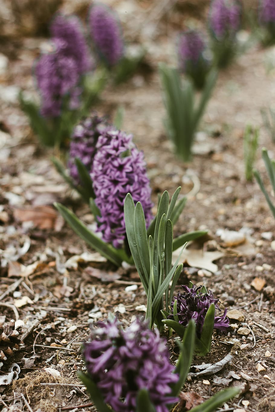 garden, nature, growing, bloom, spring, purple flowers, flowering plant HD wallpaper