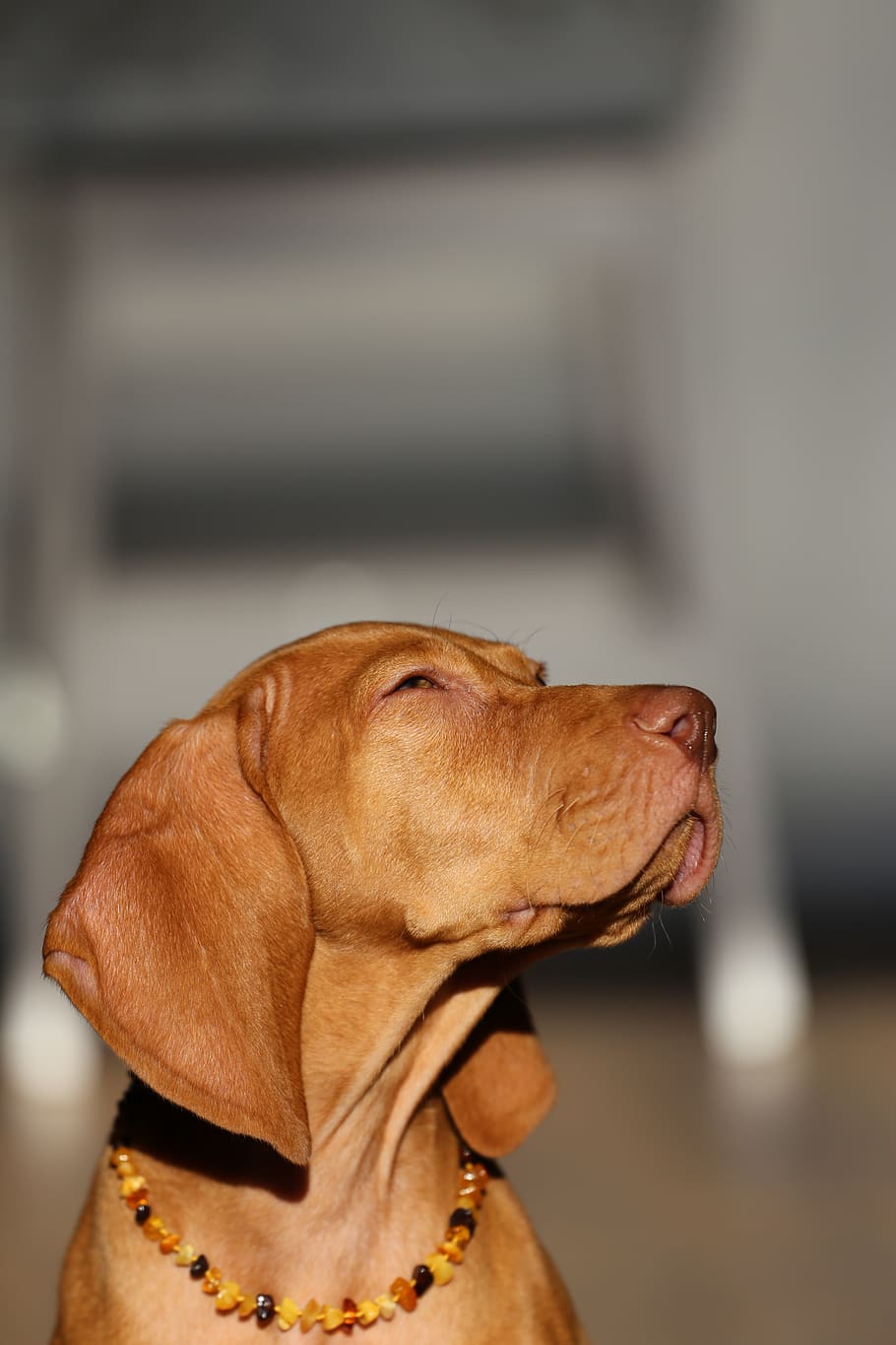 brown dog, canine, domestic animals, one animal, pets, animal themes HD wallpaper