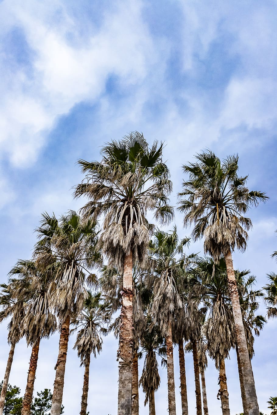 green-and-brown coconut trees, plant, arecaceae, palm tree, summer HD wallpaper