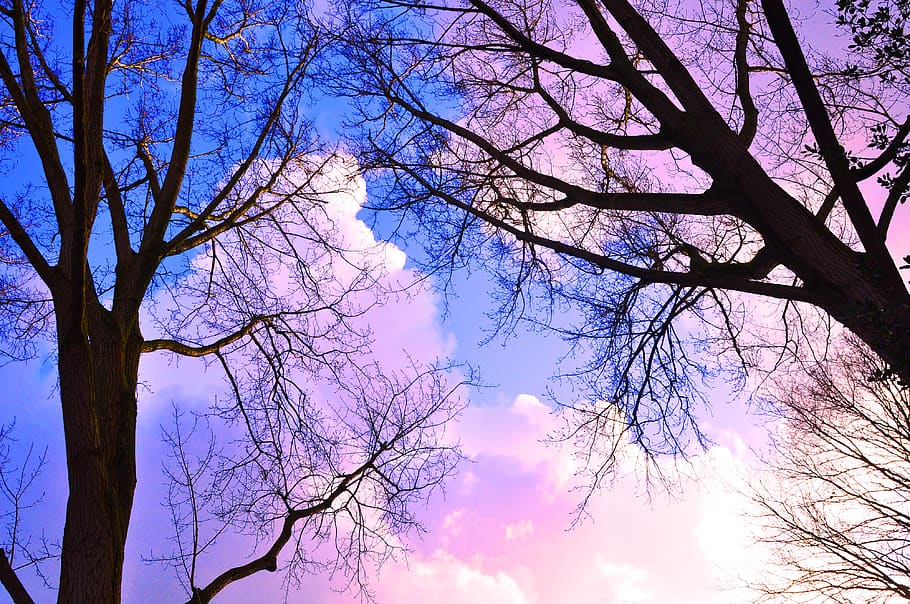 tree, trunk, branch, bare tree, winter tree, silhouette, tree silhouette, HD wallpaper
