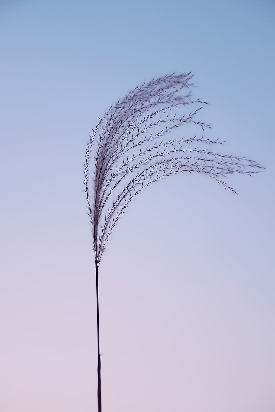 black tree plant during daytime, nature, no people, clear sky HD wallpaper