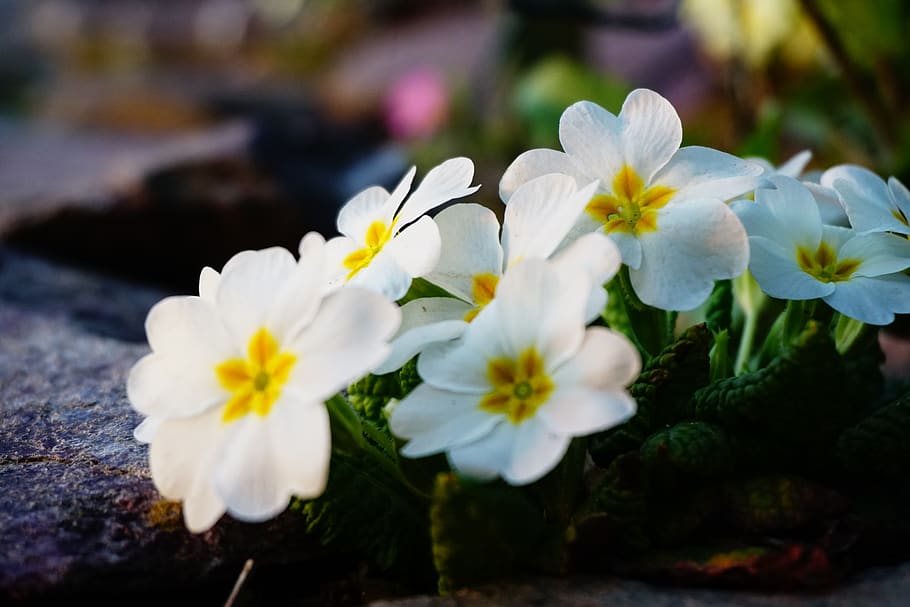 spring, nature, flora, garden, green, landscape, white, yellow HD wallpaper