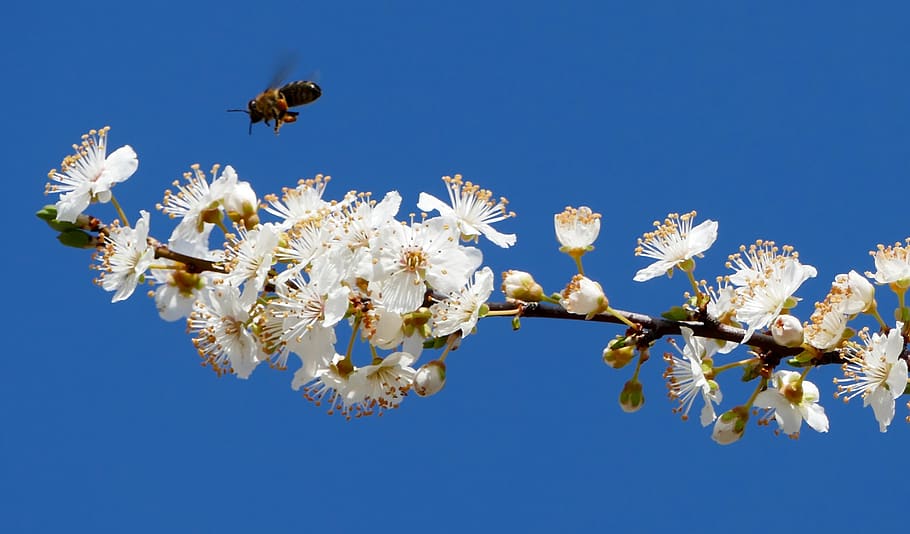 landscape, nature, tree, flowers, blossom, branch, bud, bee HD wallpaper