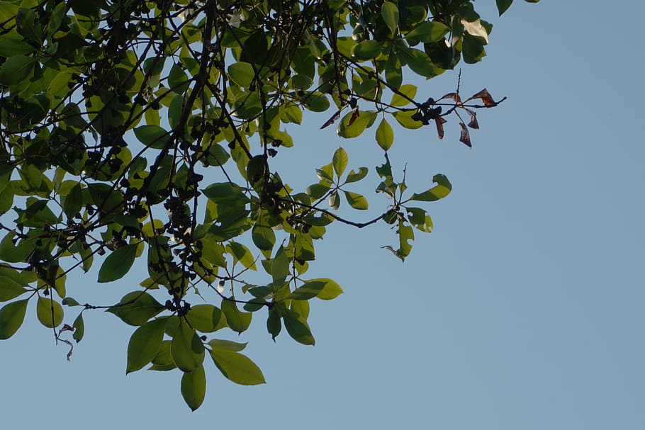 tree, leaves, plant, plant part, growth, low angle view, leaf HD wallpaper
