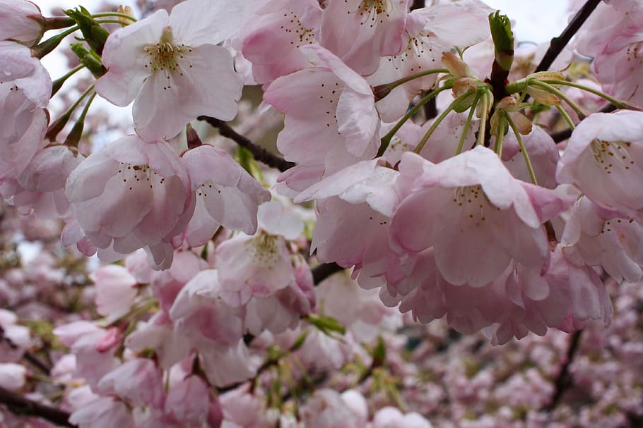 spring, cherry blossoms, flowers, pink, nature, bc, pnw, sakura HD wallpaper