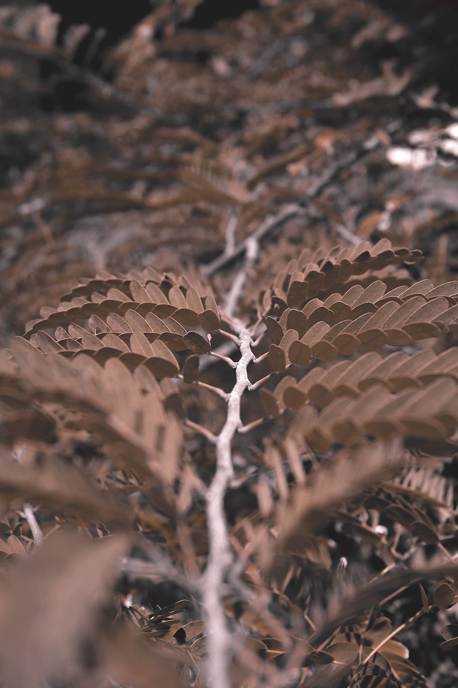 tree, plant, leave, selective focus, leaf, plant part, no people HD wallpaper