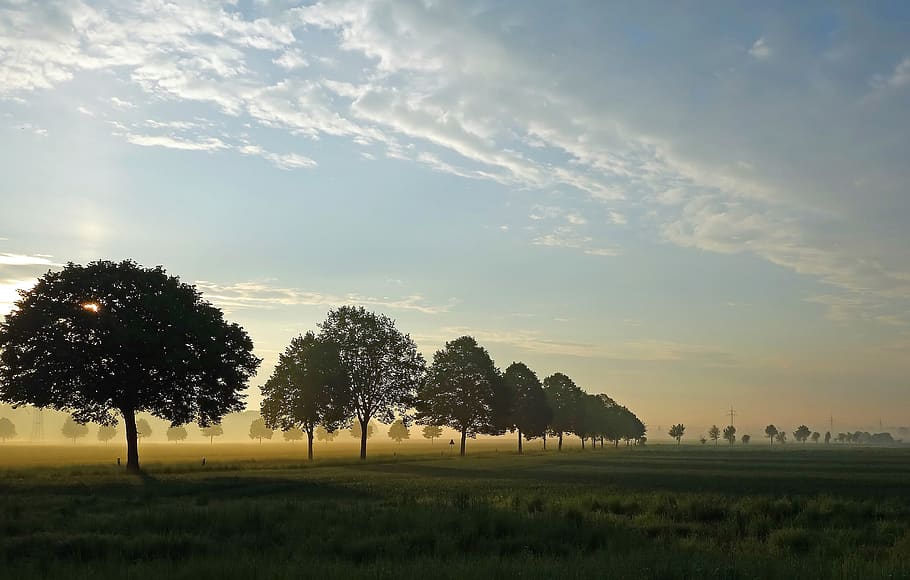 sunrise, panorama, tree, nature, landscape, dawn, fog, green HD wallpaper