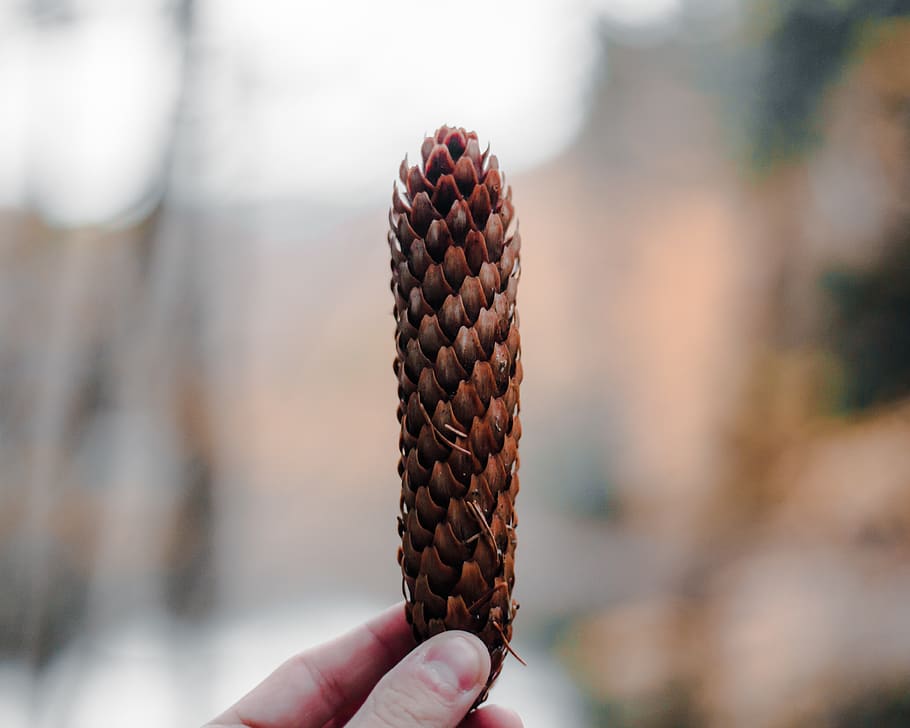 nature, woods, tree, fall, boke, bokeh, human hand, holding HD wallpaper