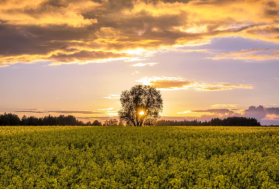 trees during golden hour, field, beauty in nature, plant, landscape HD wallpaper