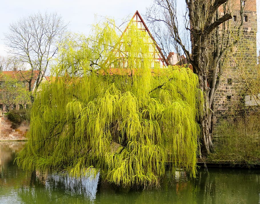 tree, river, water, channel, flow, construction, architecture HD wallpaper